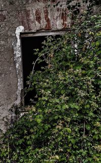 Ivy growing on wall of old building