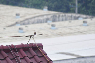 Close-up of clothespins on clothesline at beach