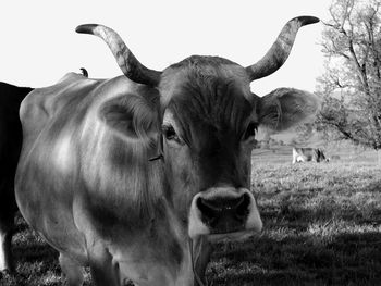 Close-up of cow on field