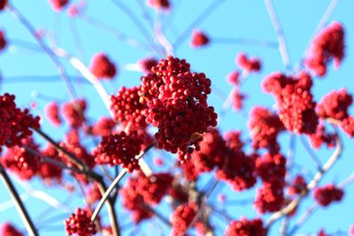 Close-up of red flowering plant against blue sky