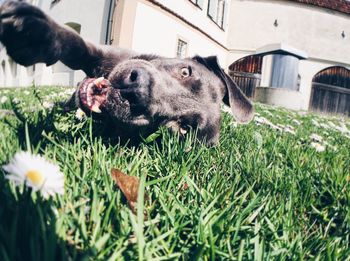 Portrait of dog relaxing on grassy field