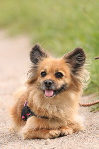 Close-up portrait of a dog on field