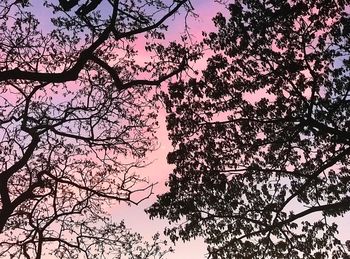 Low angle view of cherry blossoms against sky