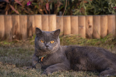 Portrait of a cat on field