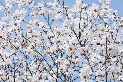 Close-up of cherry blossom against sky