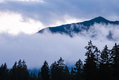 Low angle view of trees and snowcapped mountains against sky