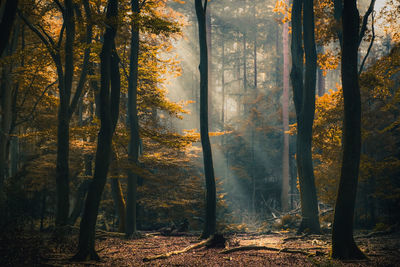 Sunlight streaming through trees in forest during autumn