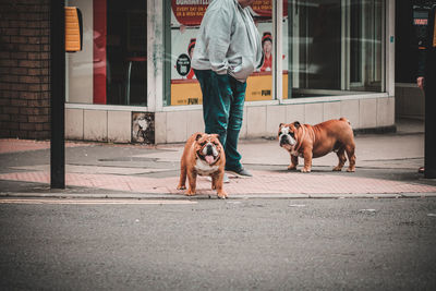 Dogs walking on footpath in city