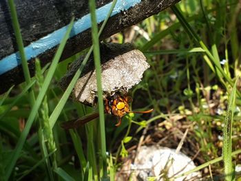 Close-up of butterfly pollinating on flower