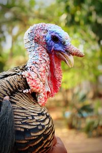 Close-up of turkey bird