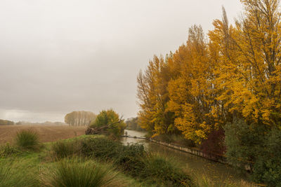 Trees and plants against sky during autumn