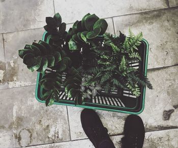 Low section of person standing on potted plant