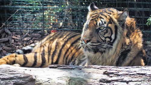 View of a tiger in zoo