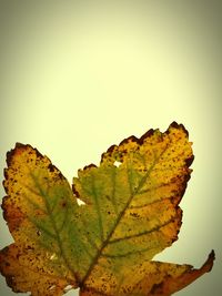 High angle view of autumnal leaf against clear sky