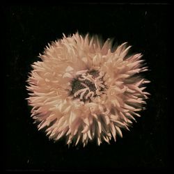 Close-up of dandelion