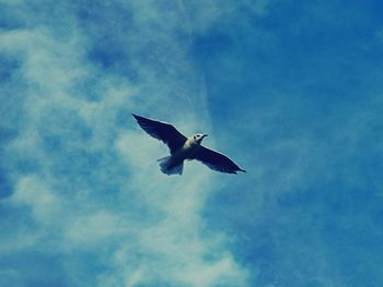 Low angle view of bird flying against sky