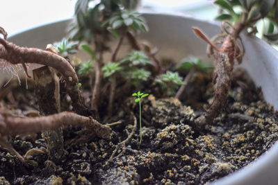 Close-up of potted plant