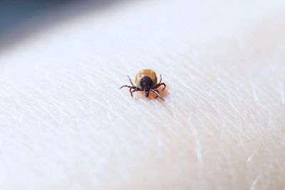 Close-up of spider on hand