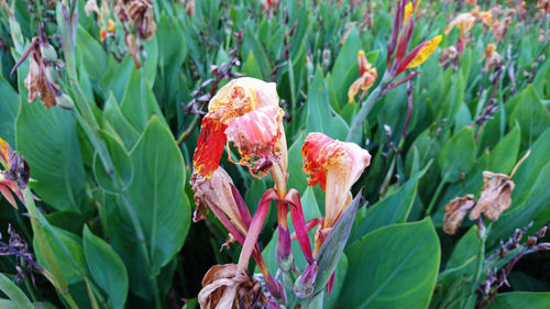 Close-up of pink flowering plants