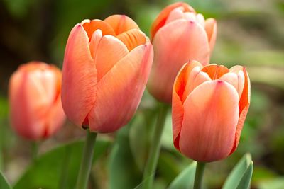 Close-up of orange tulips