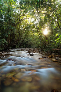 Surface level of river amidst trees in forest