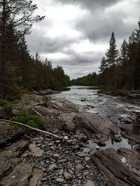 Scenic view of river amidst trees against sky