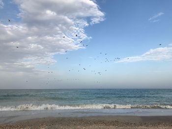 Flock of birds flying over beach