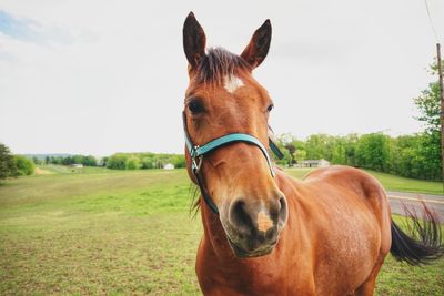 Portrait of a horse in field 