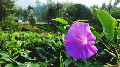 Close-up of purple flowering plant