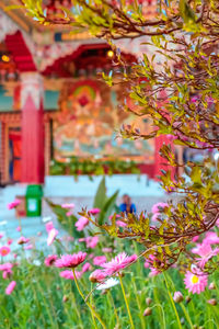 Close-up of pink flowering plants