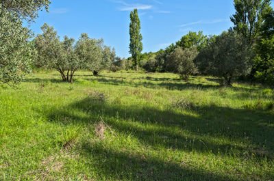 Trees on field against sky