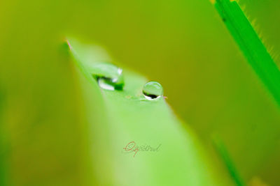 Close-up of water drop on leaf