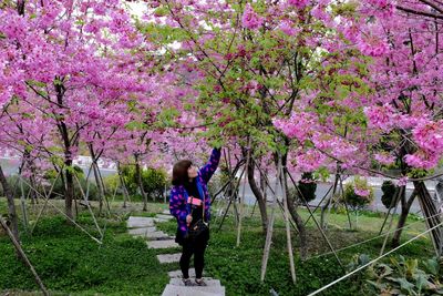 Pink flowers in park