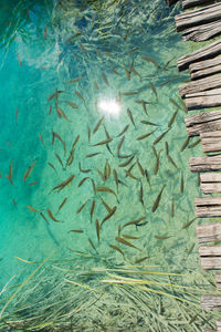 High angle view of fish swimming in sea