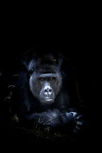 Gorilla looking away against black background