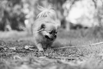 Dog looking away on field