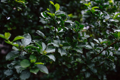 Close-up of wet plant leaves