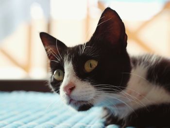 Close-up of cat at home