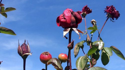 Low angle view of red flowers blooming on tree against sky