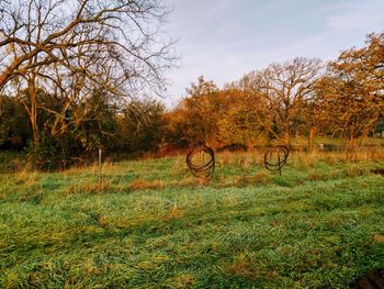 Trees on field against sky