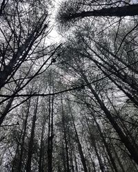 Low angle view of trees in forest