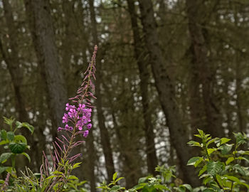 Close-up of purple flowering plant in forest