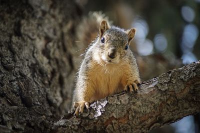 Close-up portrait of squirrel on branch