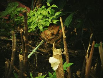 Plant growing on a tree