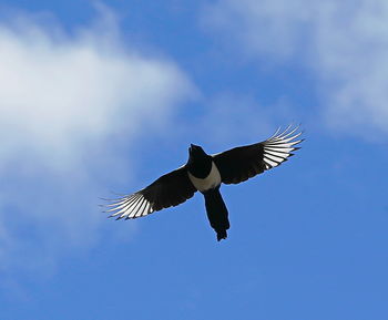 Low angle view of eagle flying against sky