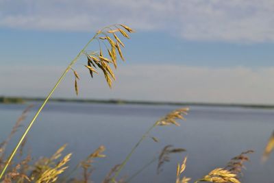 Close-up of plant against sky