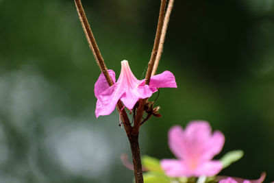 Close-up of pink flower