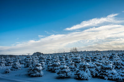 Small fir trees