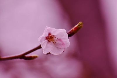 flowering plant