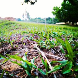 Surface level of grassy field